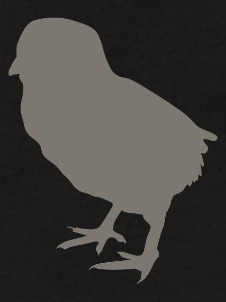 poussin