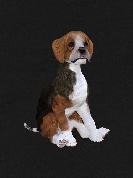 Chiot Beagle