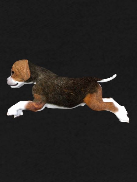 Chiot Beagle