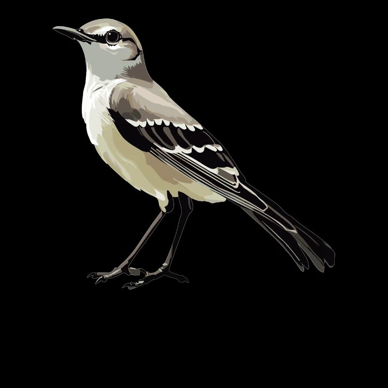 Oiseaux moqueurs Oiseaux moqueurs