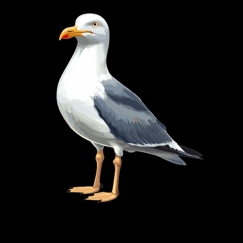 Seagulls Seagull