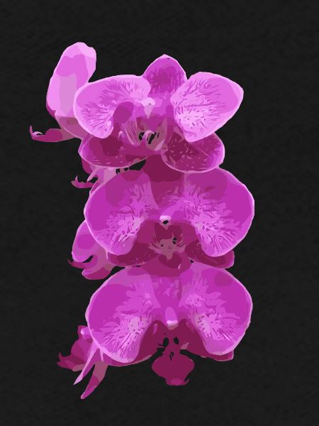 rose orchidée fleurs