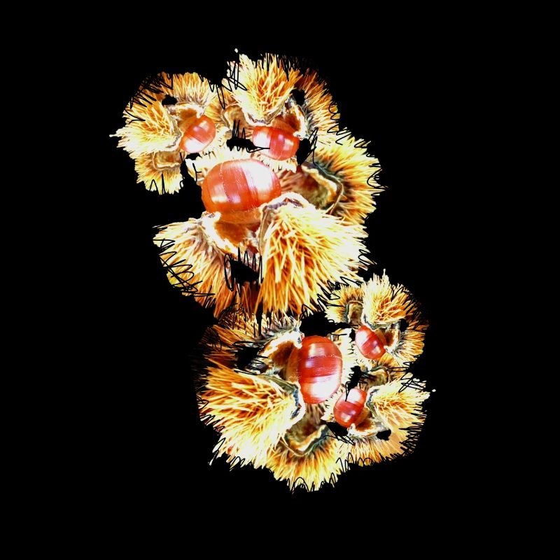 Châtaignes, châtaignes, marronniers d’Inde, marrons doux