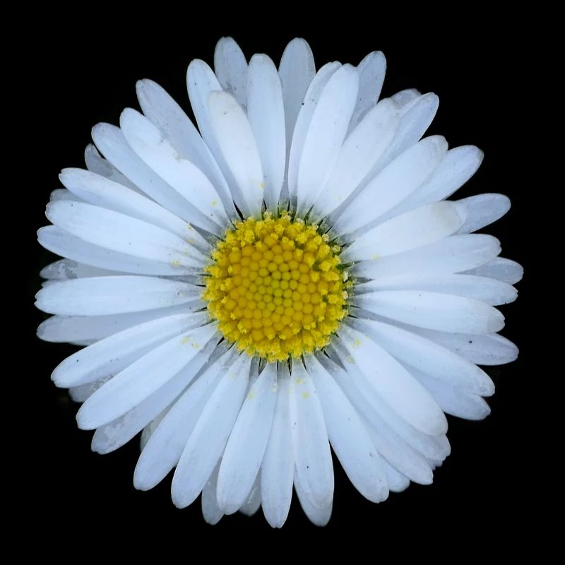 Gänseblümchen Blume Blüten Sommer Sonne Geschenk