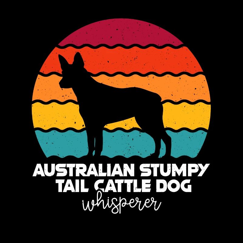 Australian Stumpy Tail Cattle Dog