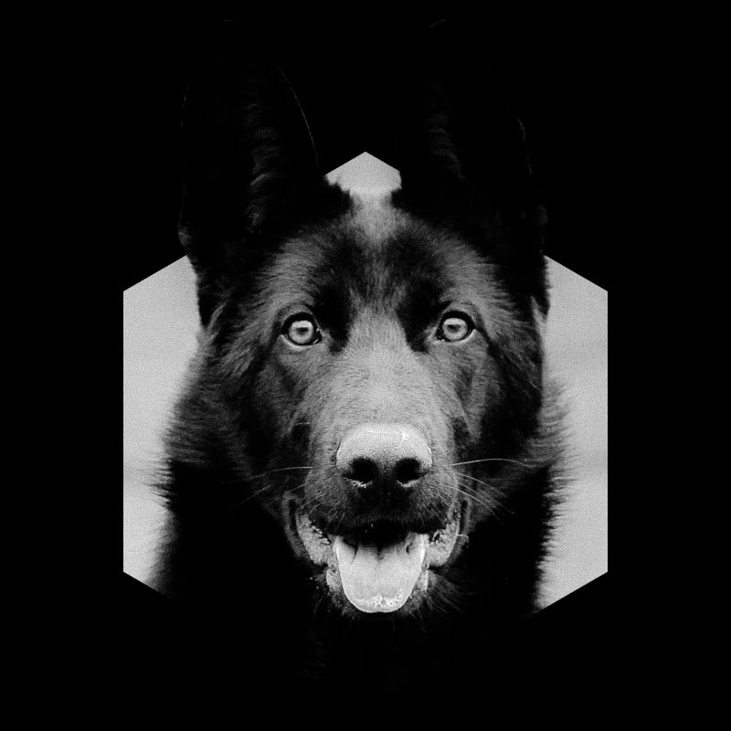 German shepherd