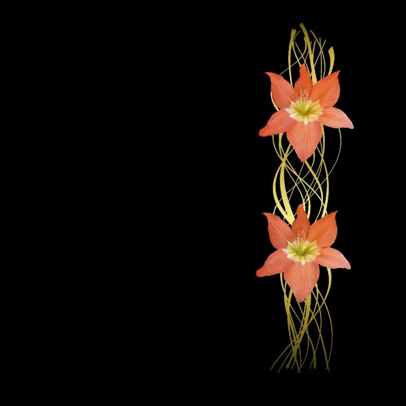 Amaryllis - Graphique - Fleurs - fleurs tropicales