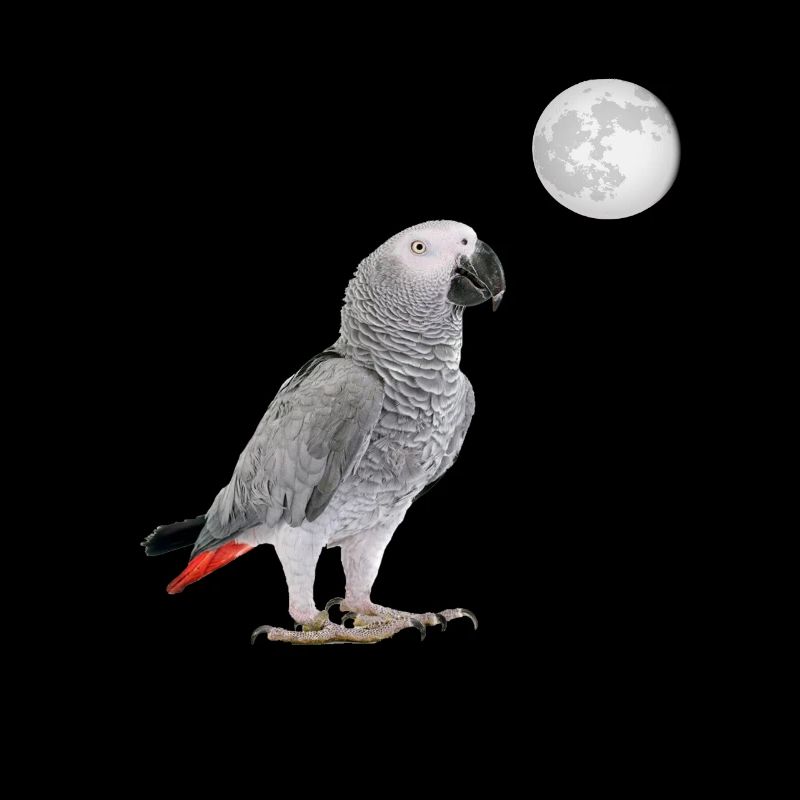 Lune de perroquet gris d'Afrique