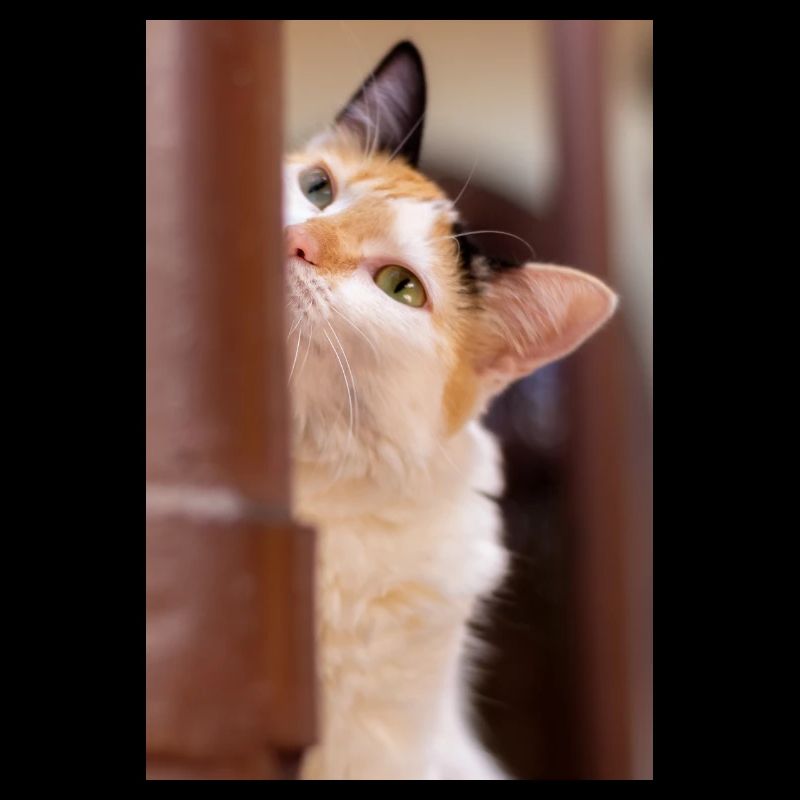 Die Katze