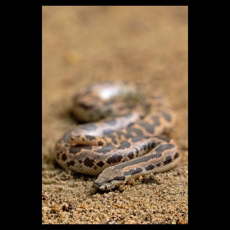 Rough-scaled Sand Boa - Eryx conicus - Sri Lanka