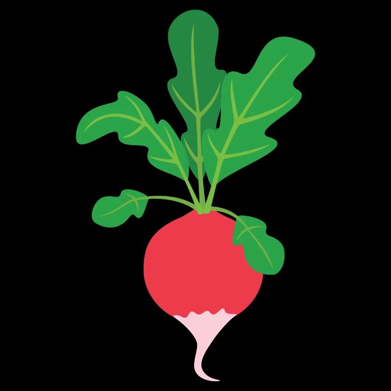 Radieschen