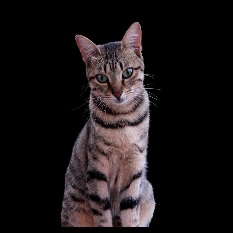 Chat chat chaton doux