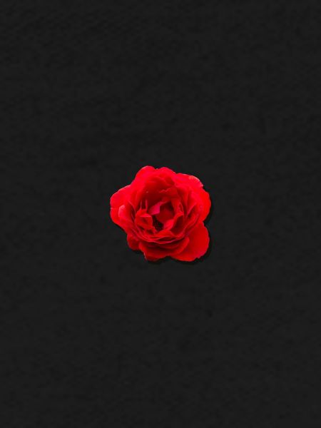 rose