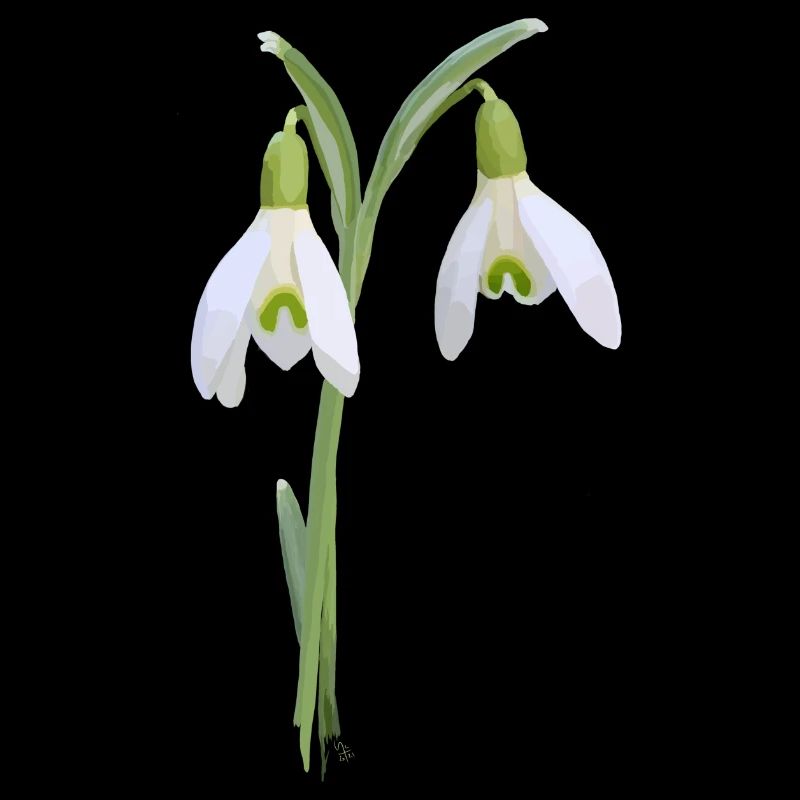 snowdrop