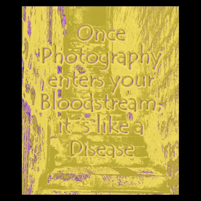 Maladie phtotographique olive