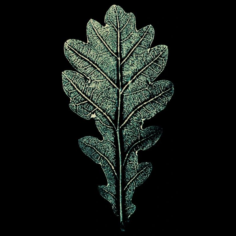 LEAF chêne / impression d'art WALD & Förster Design