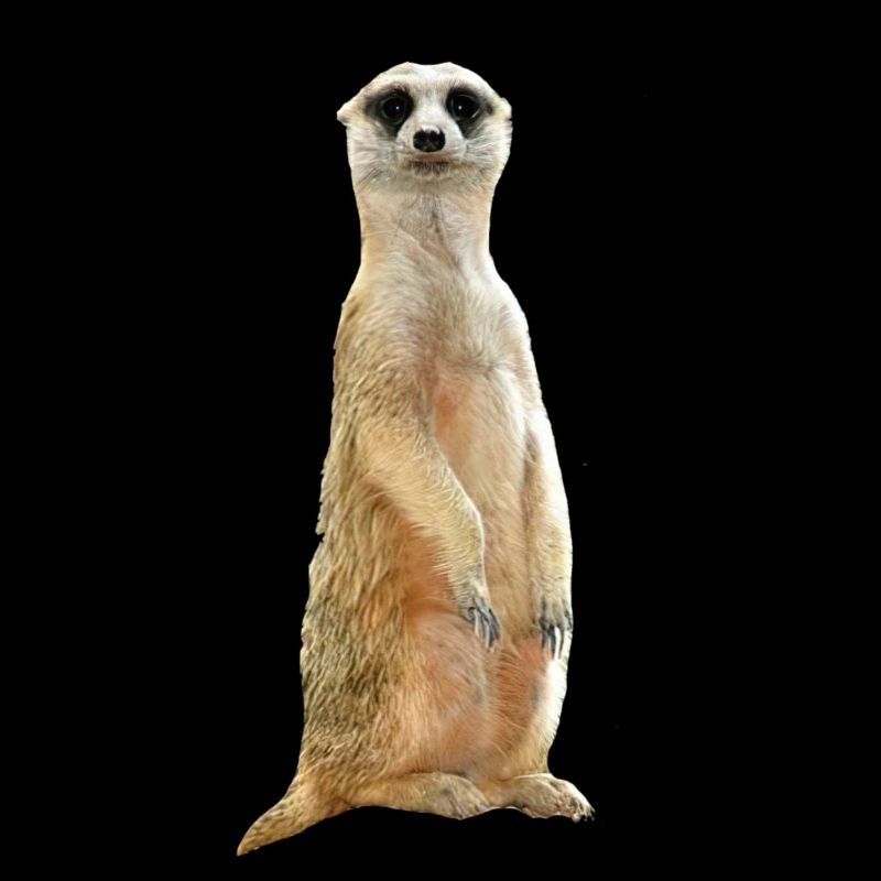 Erdmännchen