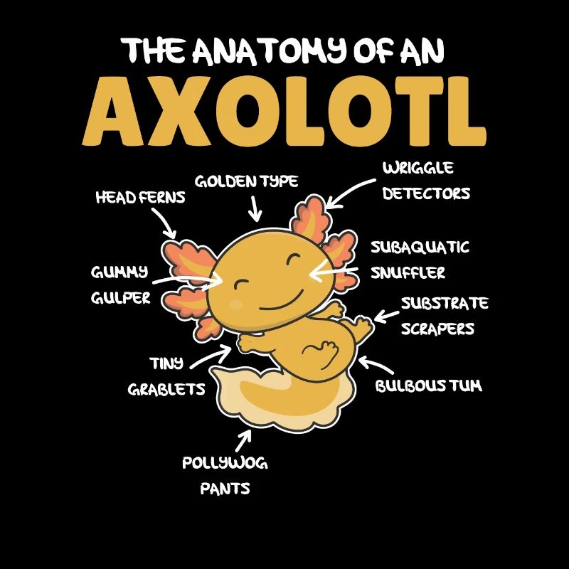 Axolotl Explication Anatomie d’un Axolotl