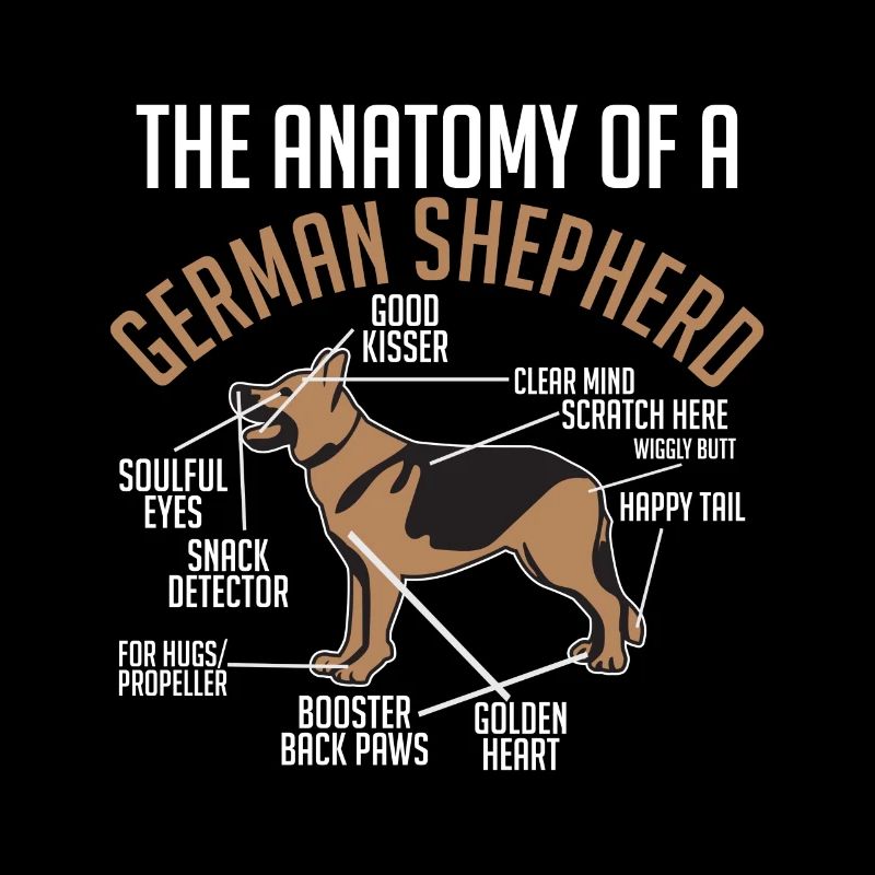 Anatomie Deutscher Schäferhund