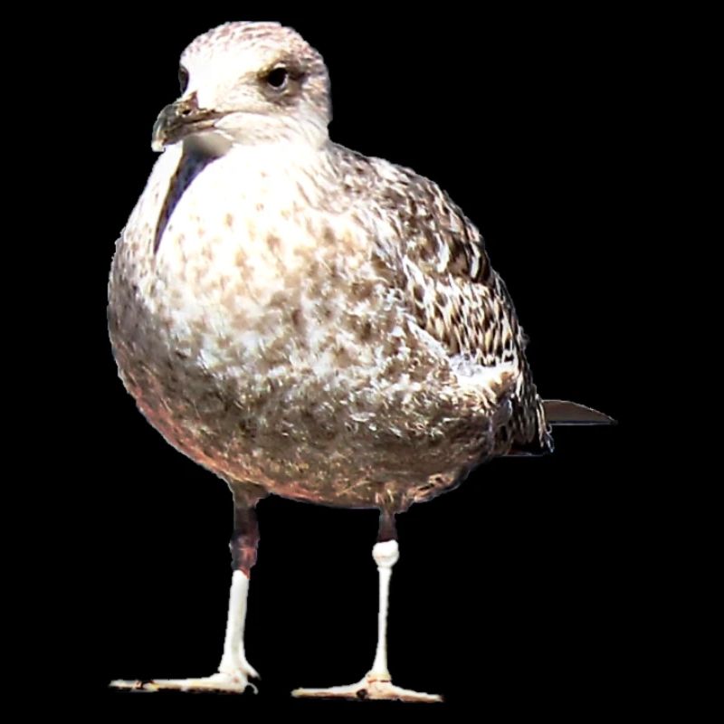 Gull
