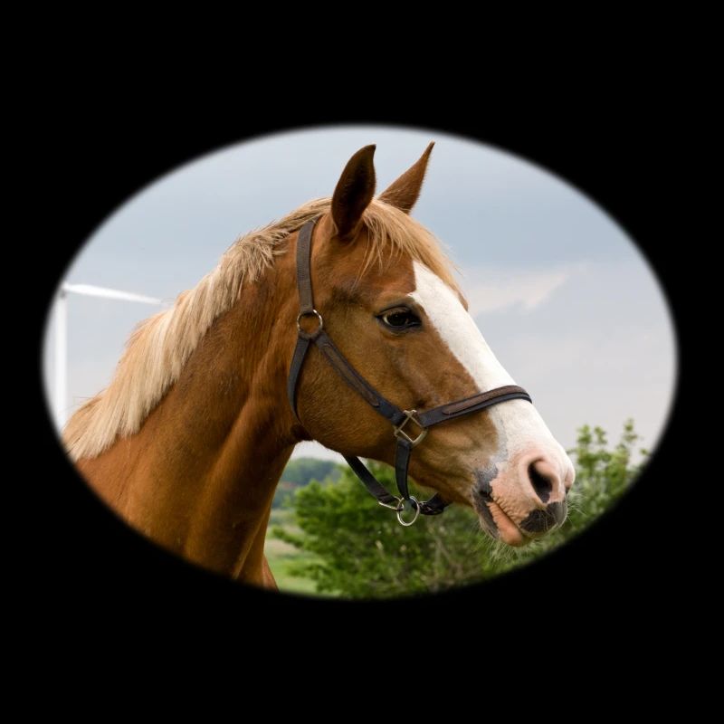 Horse. Pferd.