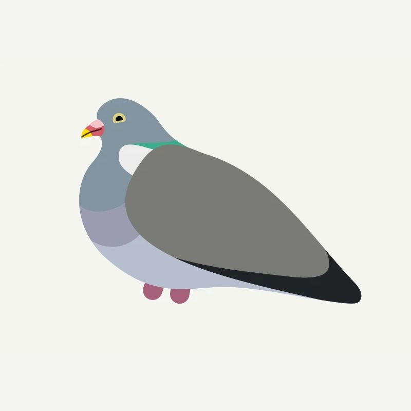 Pigeon ramier