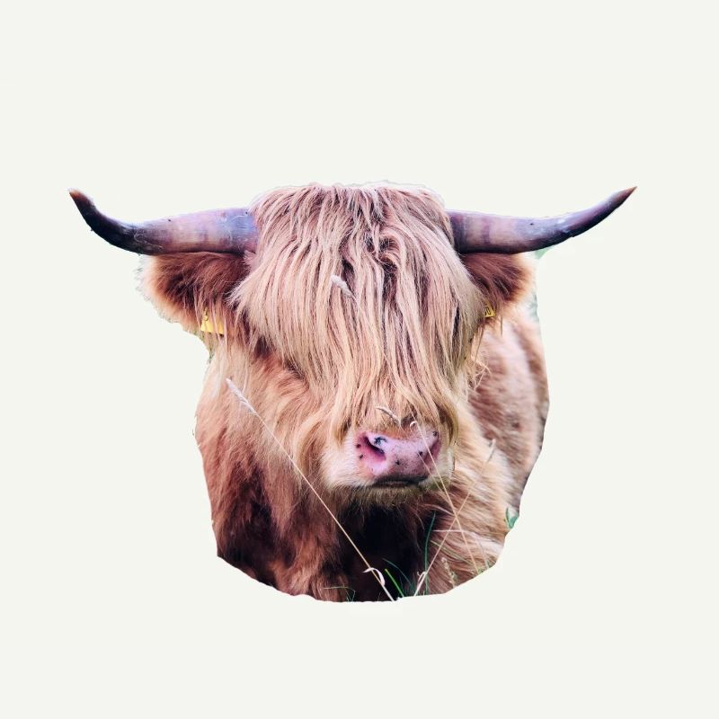 Highland Beef