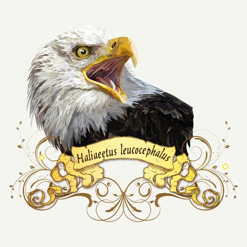 Bald eagle