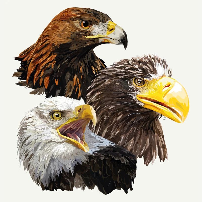 Oiseaux de proie