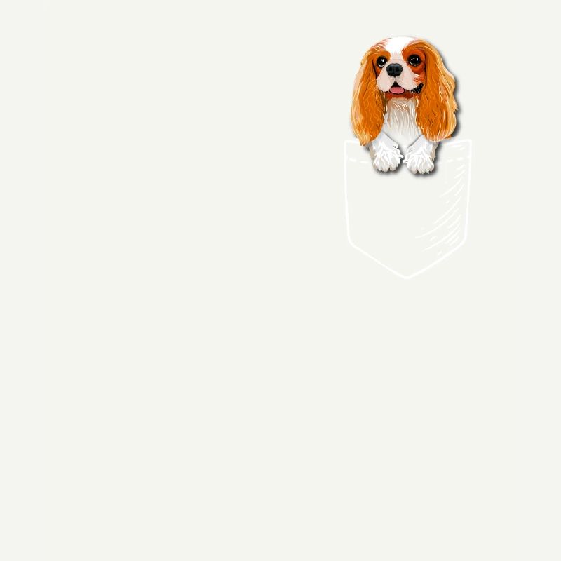 Cavalier King Charles Spaniel