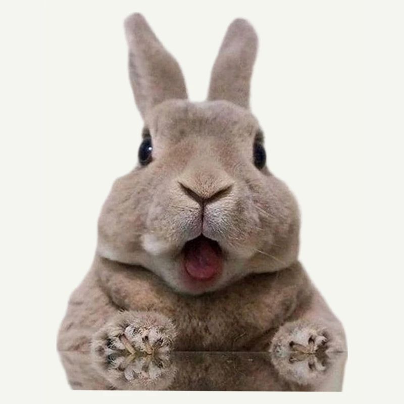 Lapin