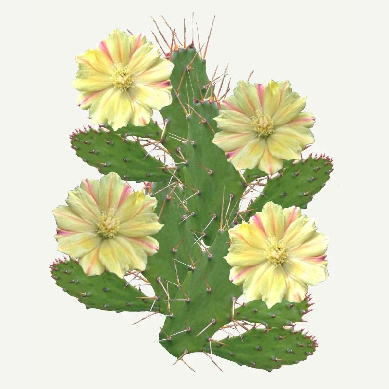 Cactus - Fleurs de cactus - Flore - Afrique