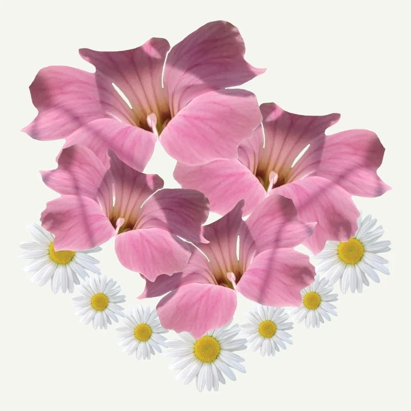 Margerite Blume pink Blumenranke Gänseblümchen