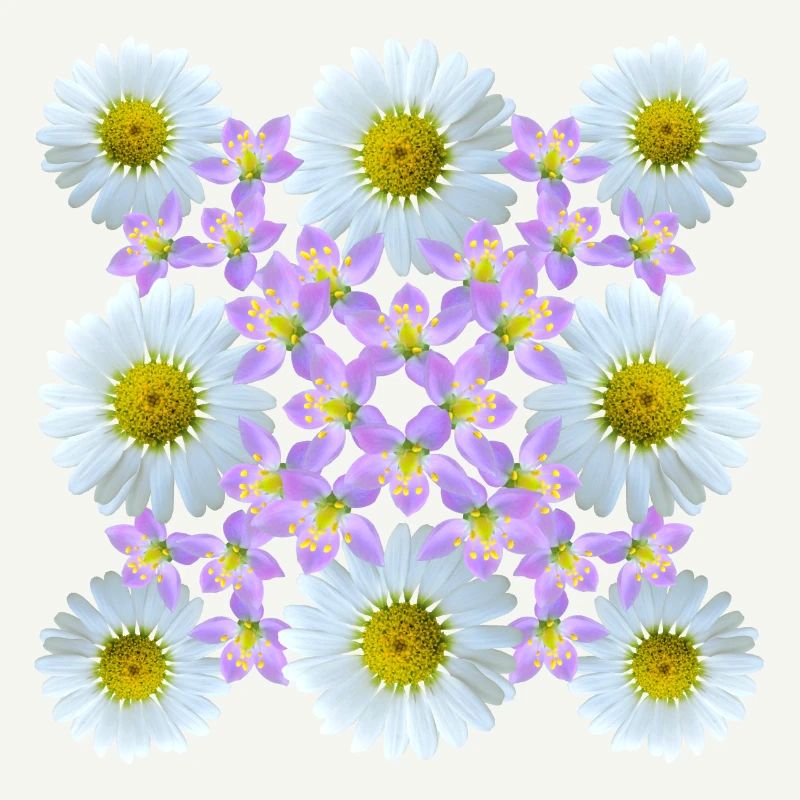 Blumenmuster Gänseblümchen Blume Blumenranke Blüte