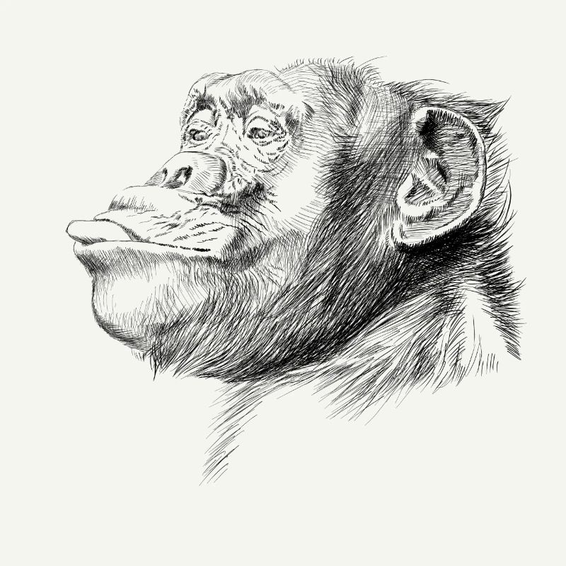 Monkey