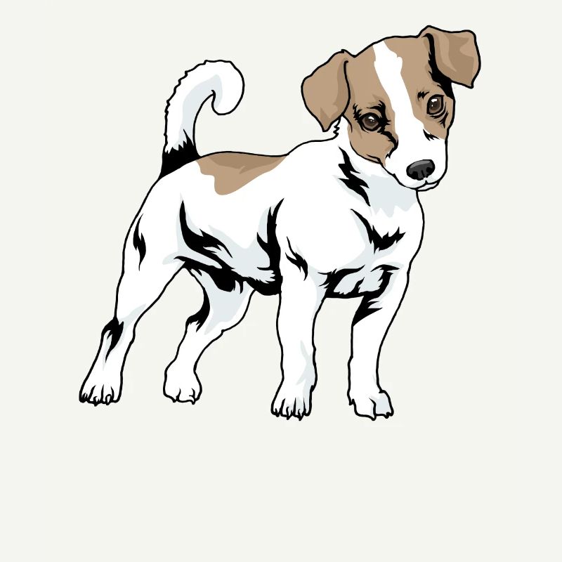 Jack Russel Terrier