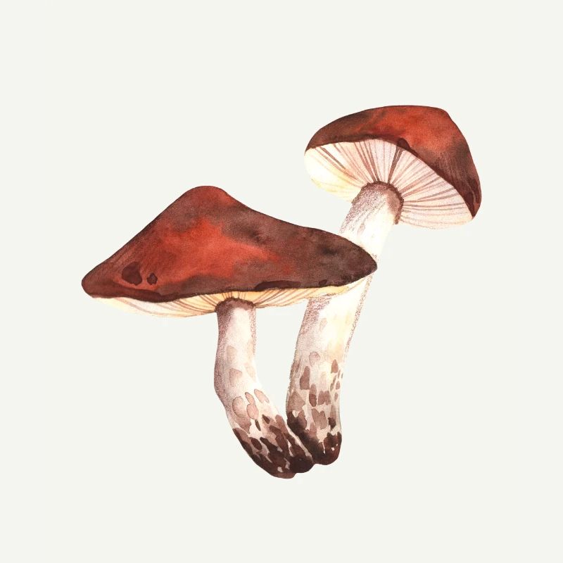 Les cèpes ramassent des champignons cueilleurs de champignons