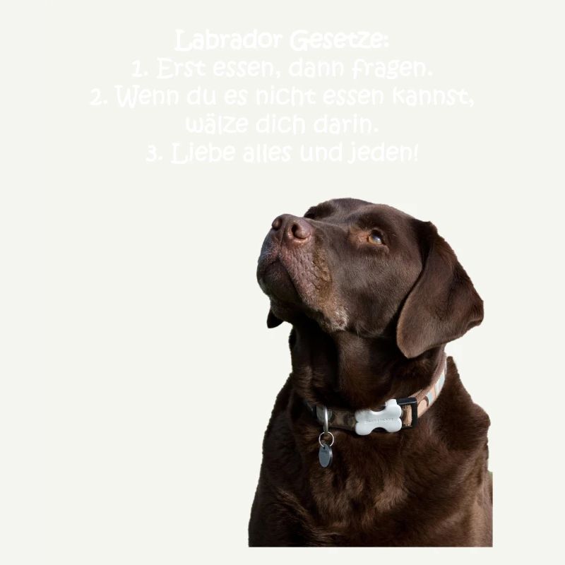 Die Gesetze eines Labradors