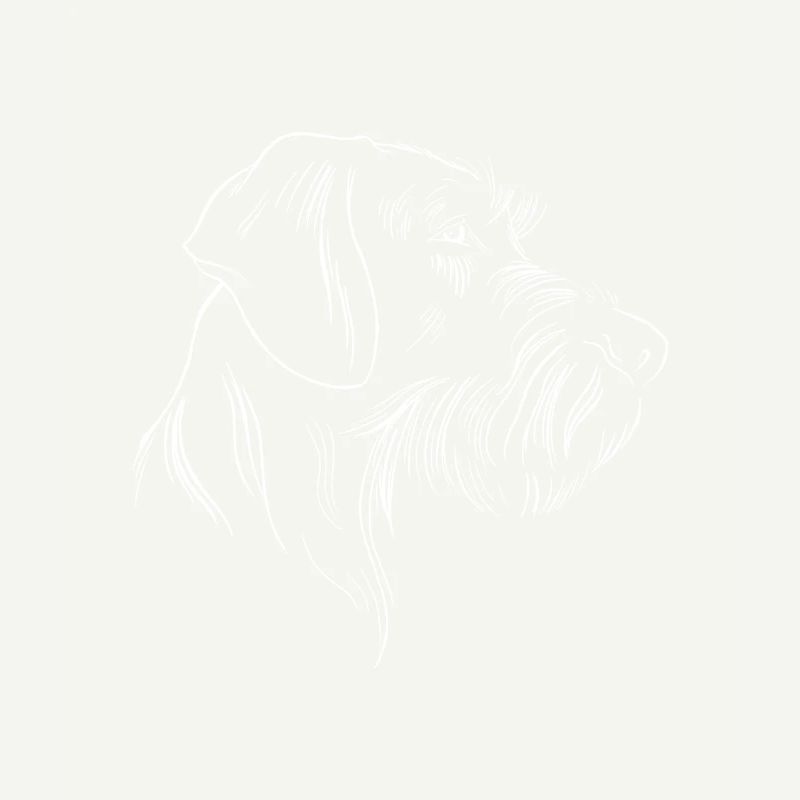 German wirehaired pointer dog head drawing