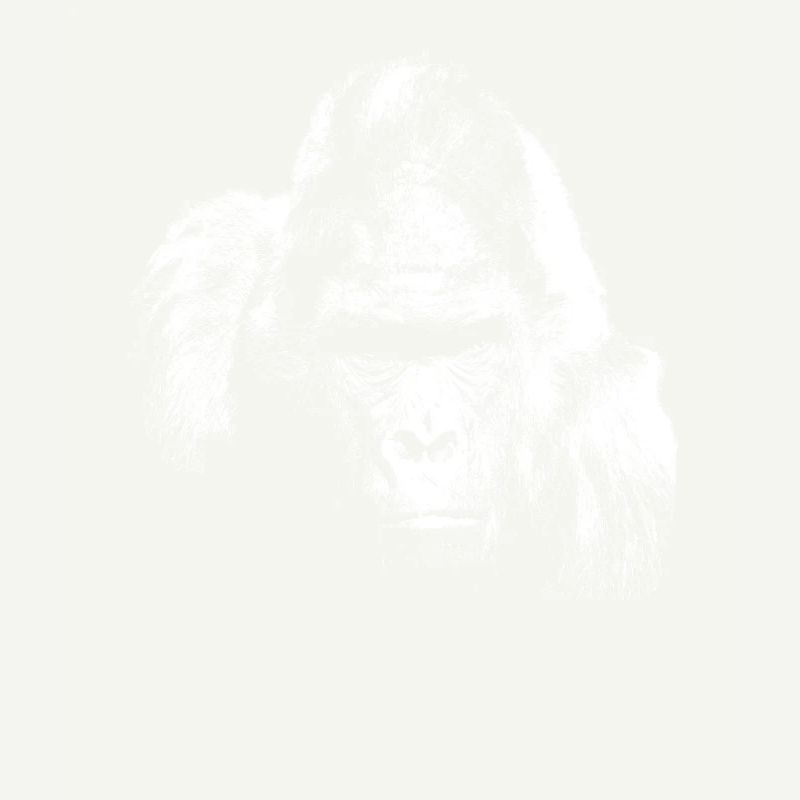 Gorilla Silberrücken Affe