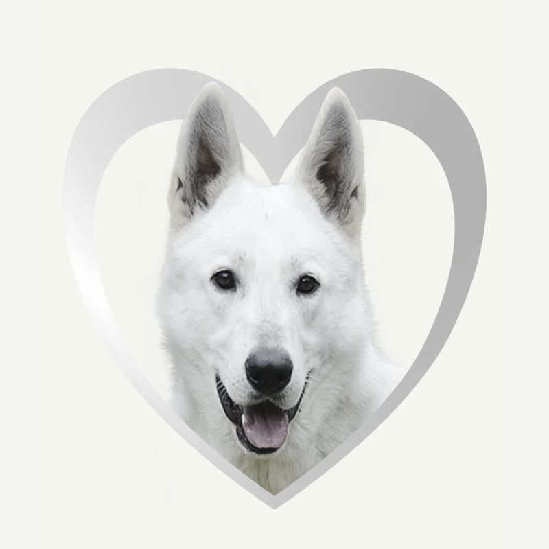 White Shepherd - White Shepherd Heart