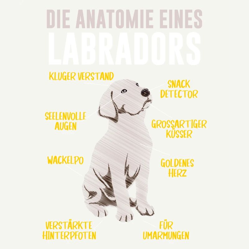 Anatomie eines Labradors Hundehalter Labrador