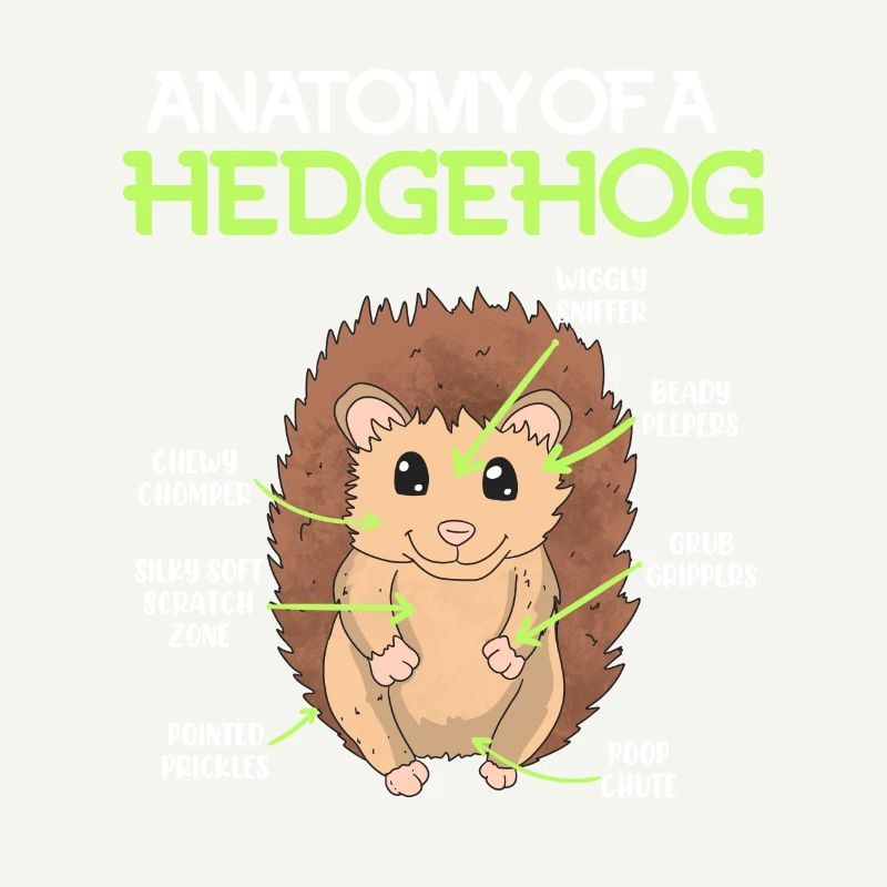 Anatomie d’un hérisson