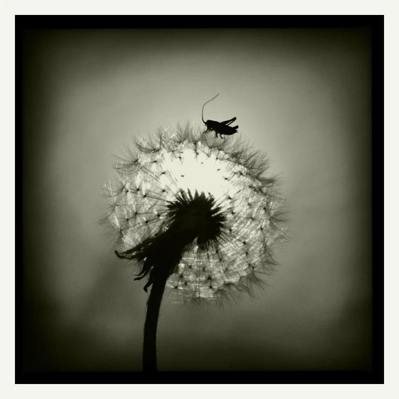Tiny Planet