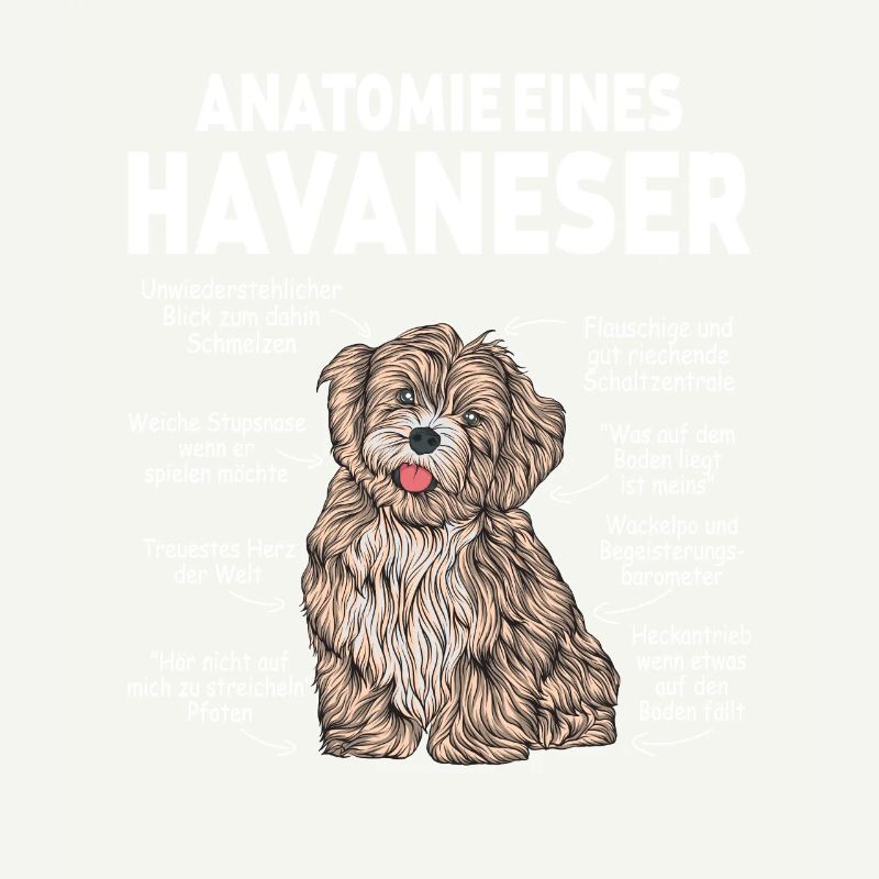 Anatomie eines Havaneser