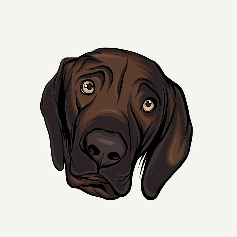 Labrador