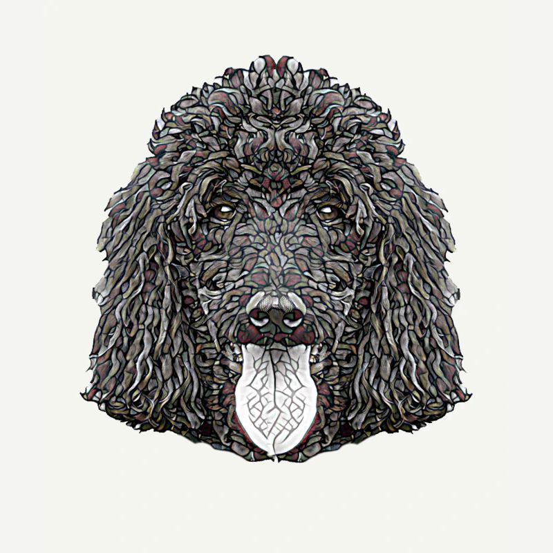 Visage de caniche standard
