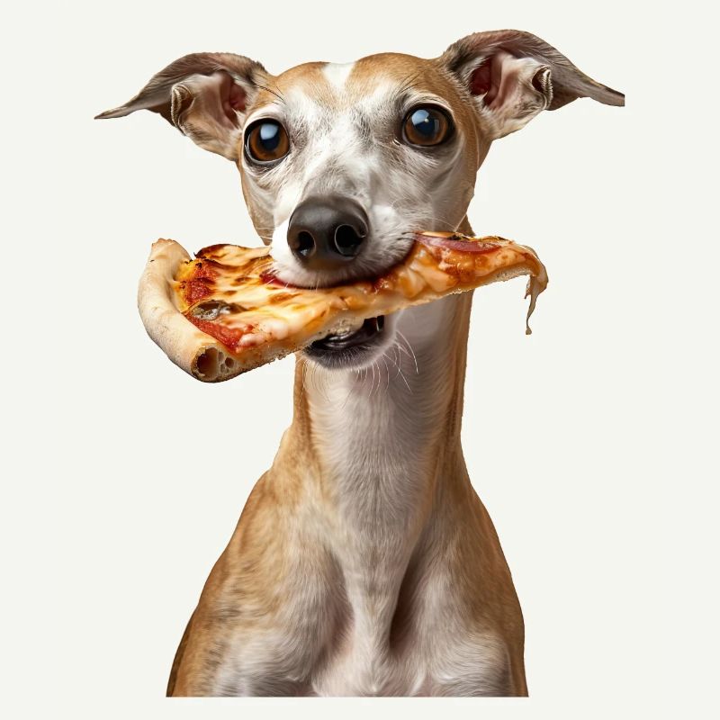 Whippet
