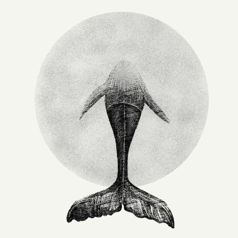 Géant de la plongée : la baleine dans le cercle de l’océan
