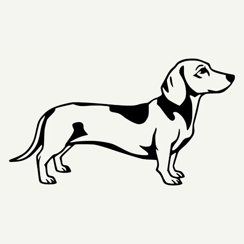 Dachshund black